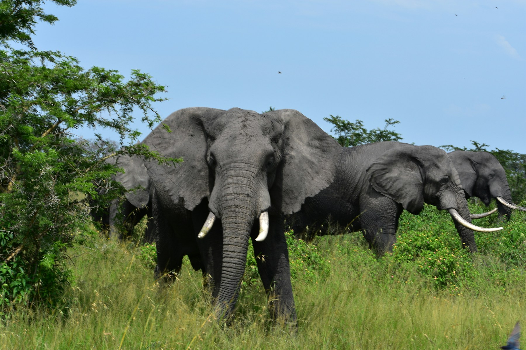 03 Days Akagera National Park Safari
