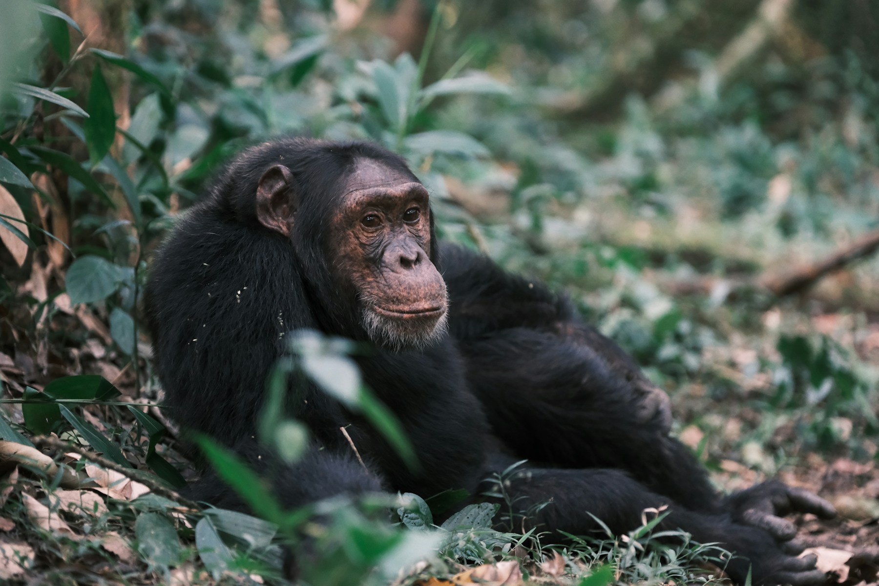 03 Days Kibale National Park Chimpanzee Safari