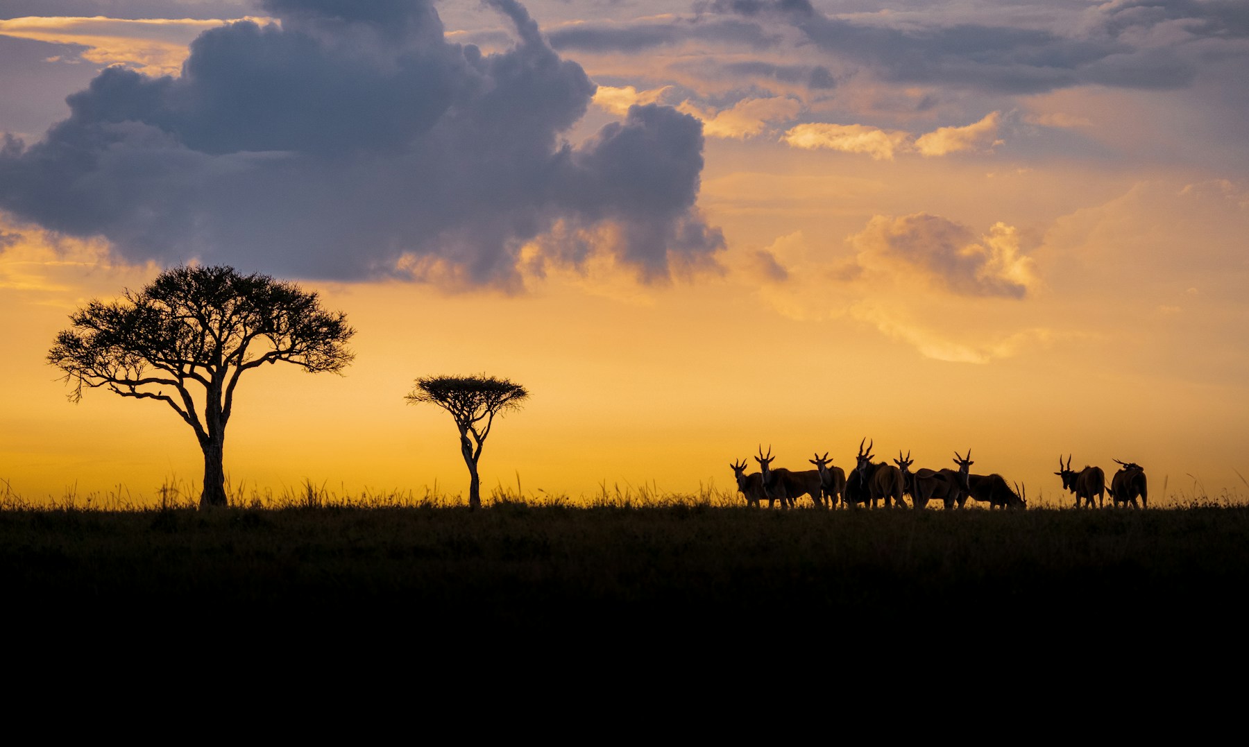 4-Day Maasai Mara Great Migration & Big Five Safari