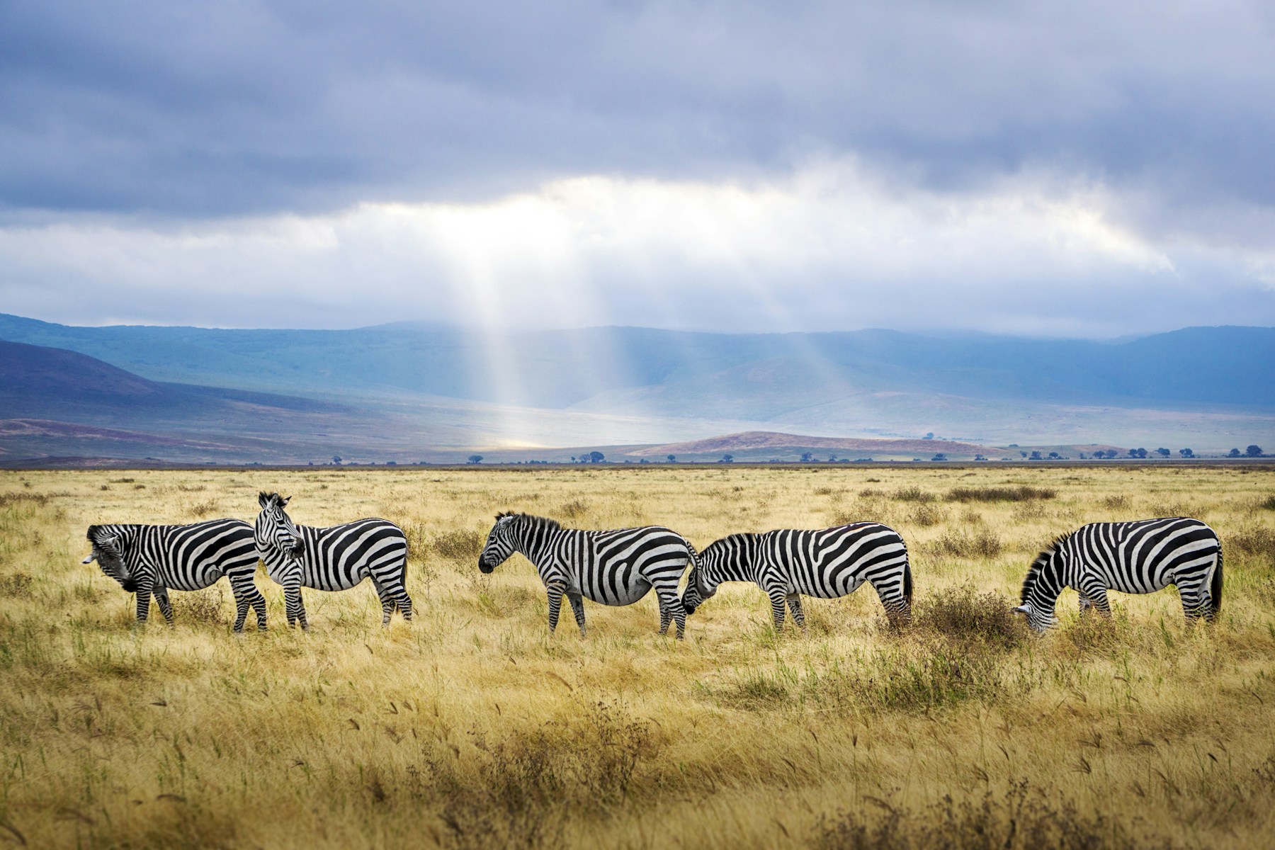 08 Days Tanzania & Zanzibar Flying Safari