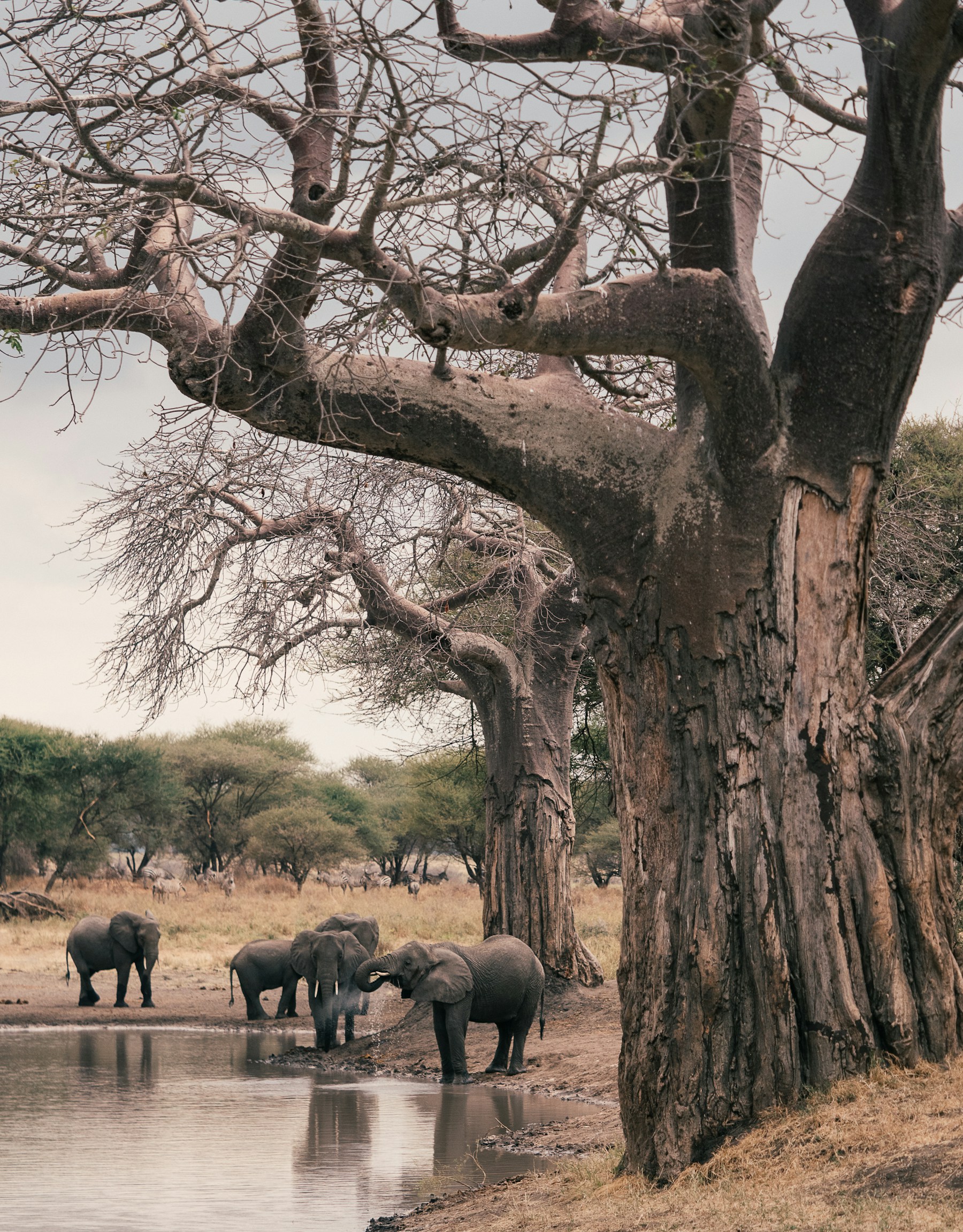Tanzania Safari & Zanzibar Beach Holiday