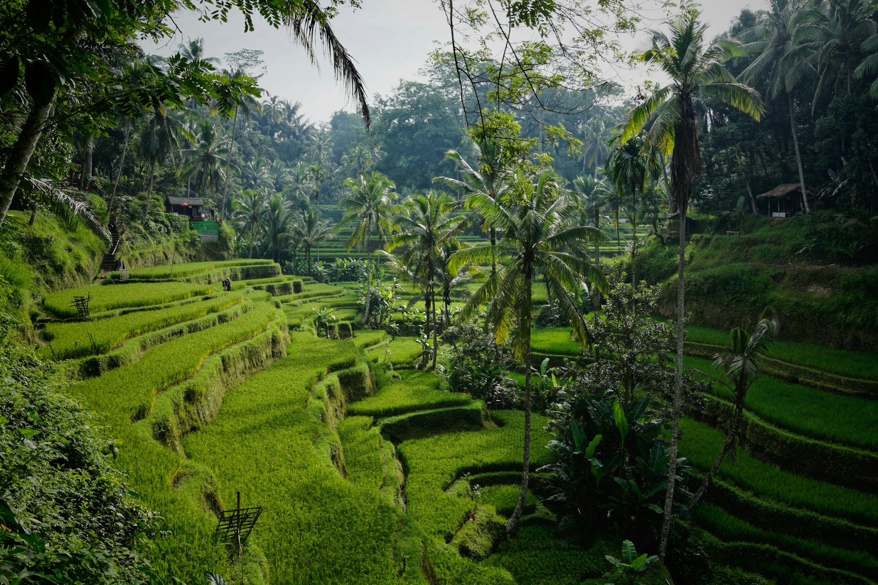Bali Wellness Retreat